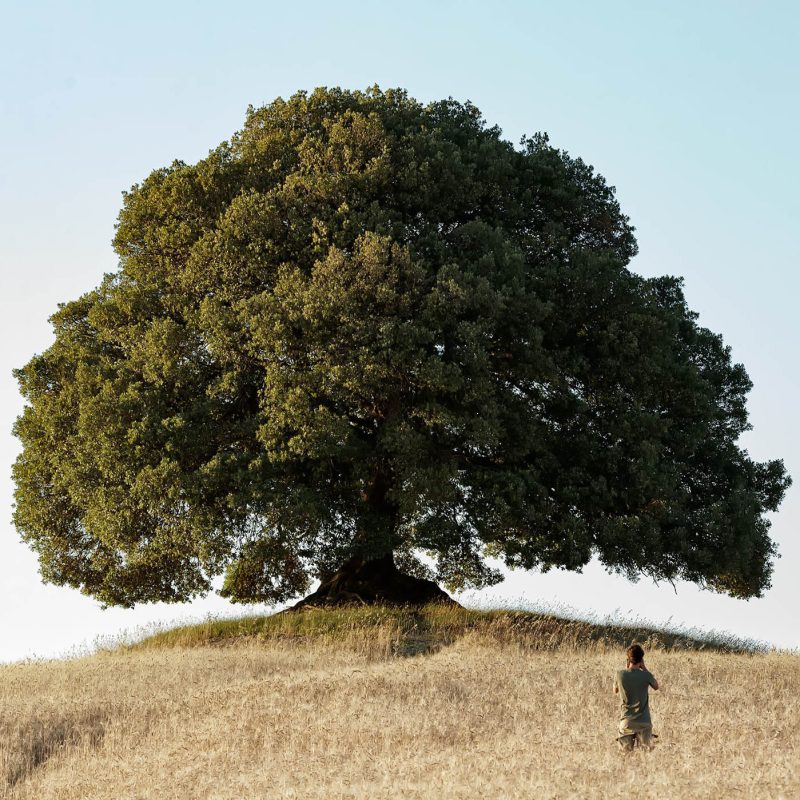 oak tree san giovanni d'asso